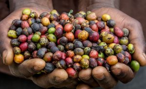 Specifics of African coffee