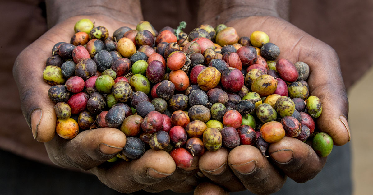 Specifics of African coffee