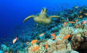 6 Marine Protected Areas in Abu Dhabi